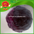 Organic Certified Purple Cabbage high quality cabbage